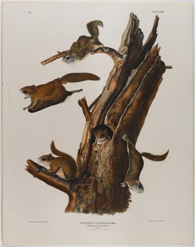 Common Flying Squirrel by John James Audubon