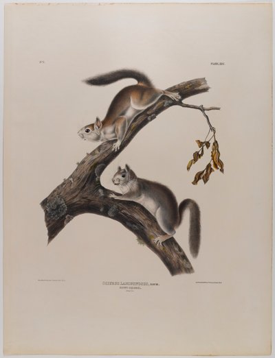 Downy Squirrel by John James Audubon