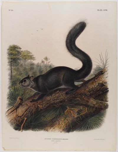 Dusky squirrel by John James Audubon