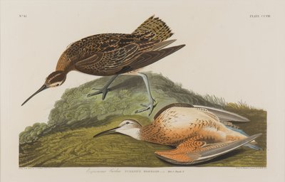 Esquimaux Curlew, 1834 by John James Audubon