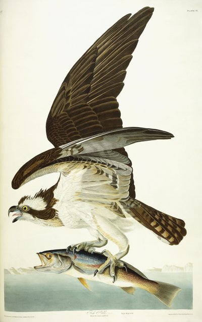 Fish Hawk by John James Audubon