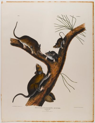 Florida Rat by John James Audubon