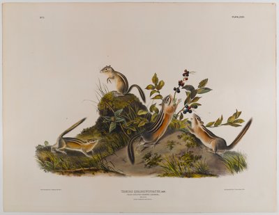 Four-Striped Ground Squirrel by John James Audubon