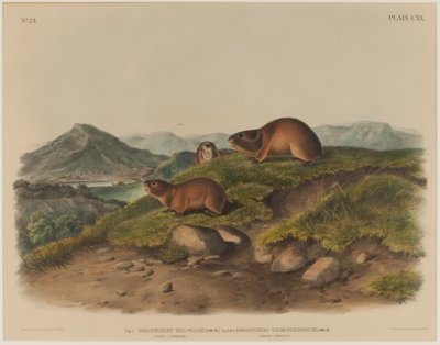 Georychus Helvolus & Georychus Trimucronatus by John James Audubon
