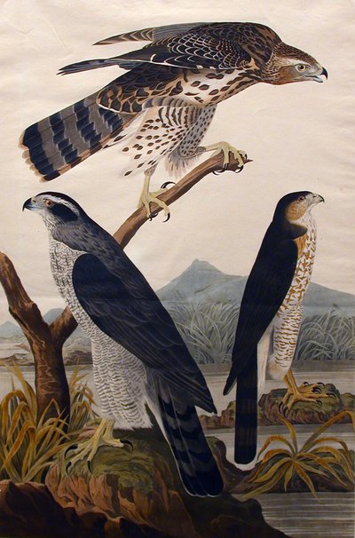 Goshawk, Stanley Hawk No. 29, 1830 by John James Audubon