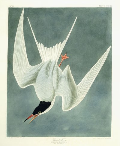 Great Turn, Male, Spring Plumage by John James Audubon