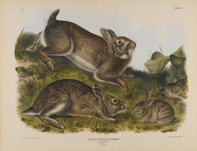 Grey Rabbit by John James Audubon