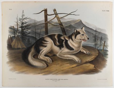Hare Indian dog by John James Audubon