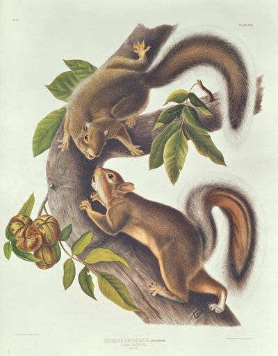 Hare Squirrel (Sciurus Leoporinus) by John James Audubon
