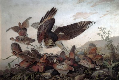 Hawks Attacking Partridges by John James Audubon