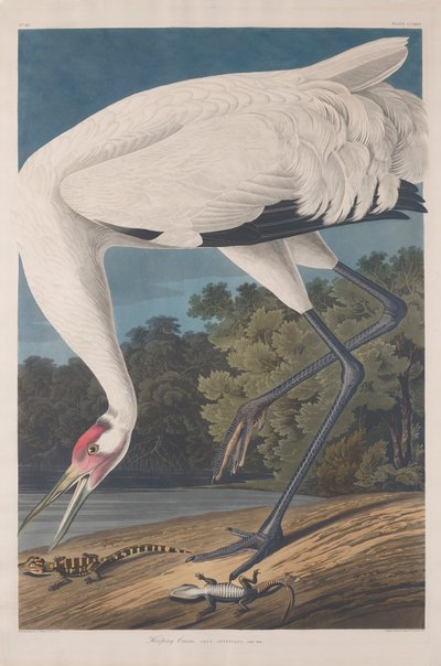 Whooping Crane by John James Audubon