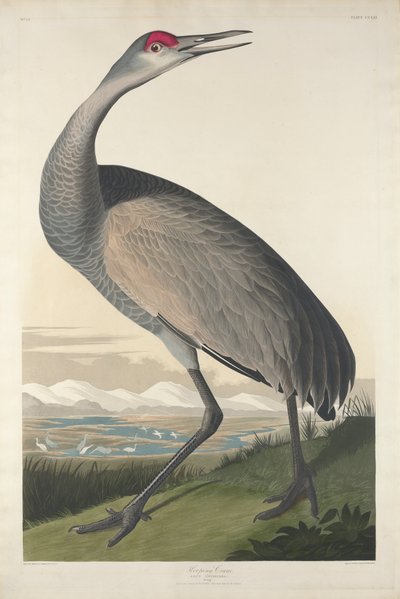 Hooping Crane by John James Audubon