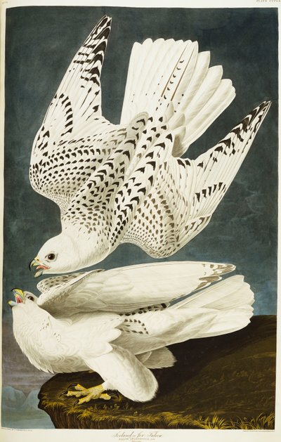 Iceland or Jer Falcon. Gyrfalcon by John James Audubon