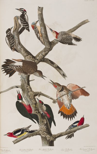 Illustration from 