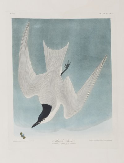 Illustration from 