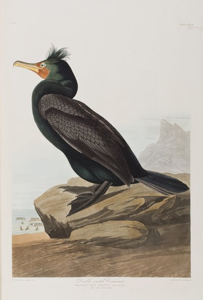 Illustration from 
