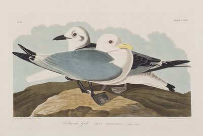 Illustration from 