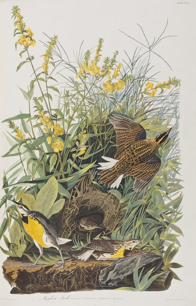 Illustration from 