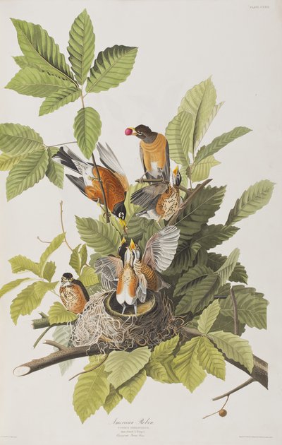 Illustration from 