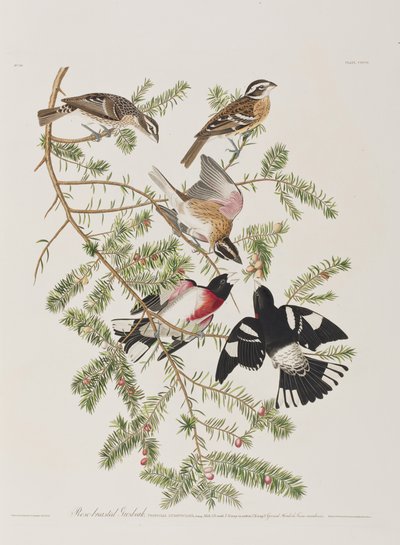 Illustration from 