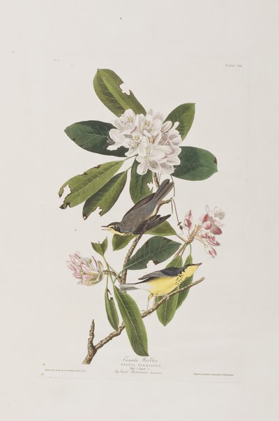 Illustration from 