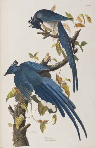 Illustration from 