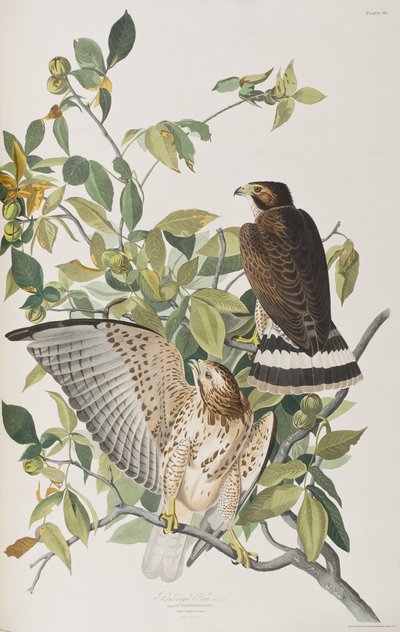 Illustration from 