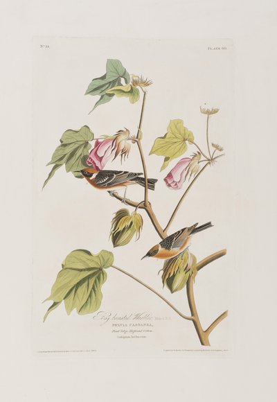 Illustration from 