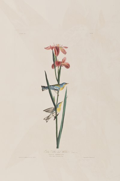 Illustration from 