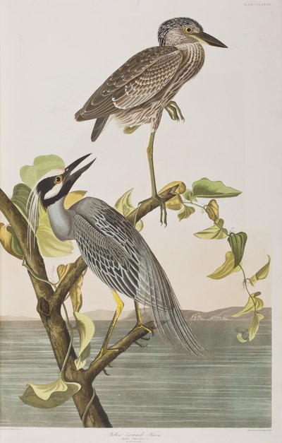 Illustration from 