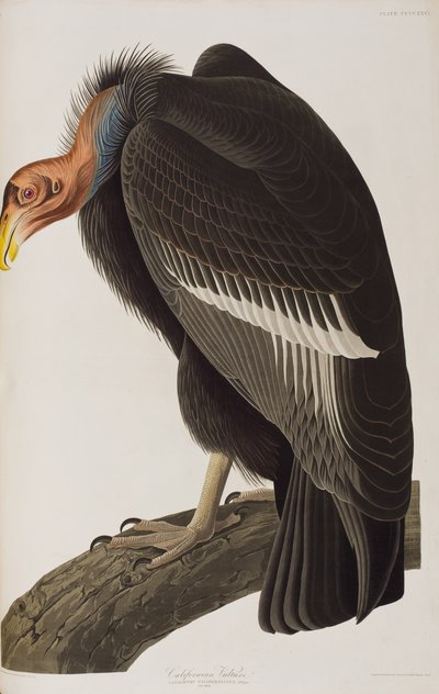 Illustration from 