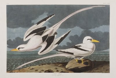 Illustration from 