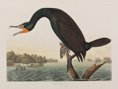 Illustration from 