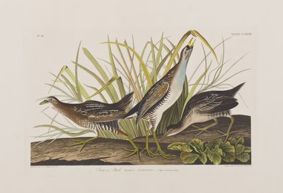 Illustration from 