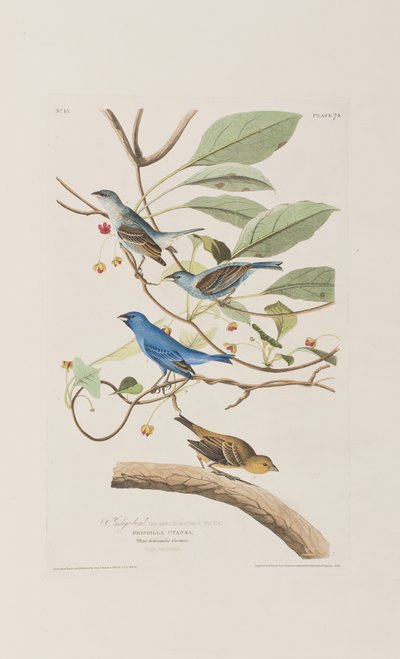 Illustration from 