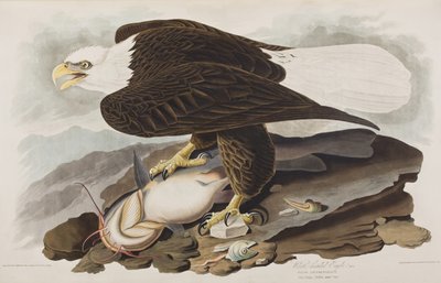 Illustration from 