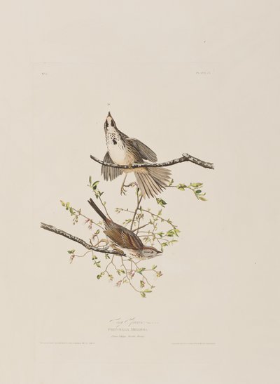 Illustration from 