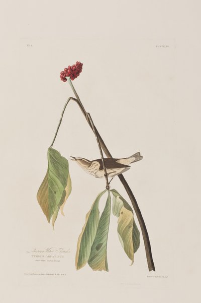 Illustration from 