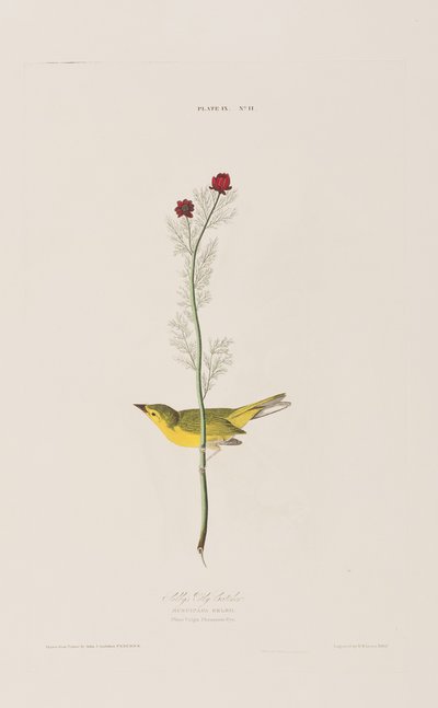 Illustration from 