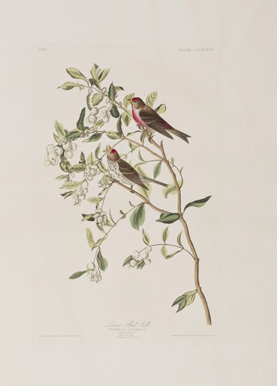 Illustration from 