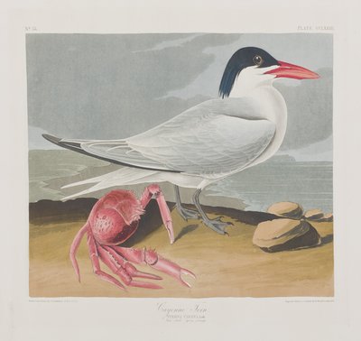 Illustration from 