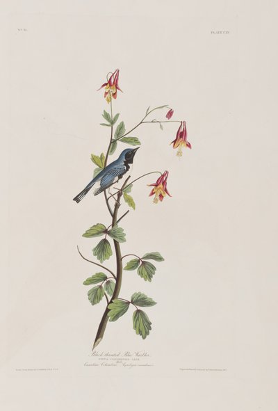 Illustration from 