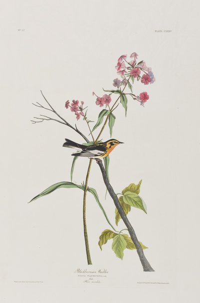 Illustration from 