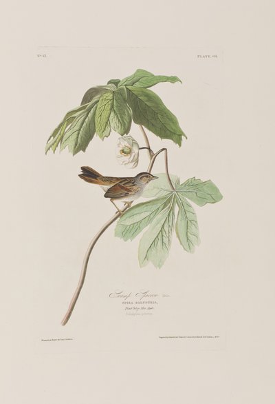 Illustration from 