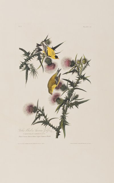 Illustration from 