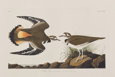 Illustration from 