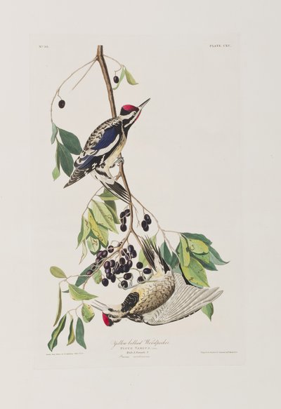 Illustration from 
