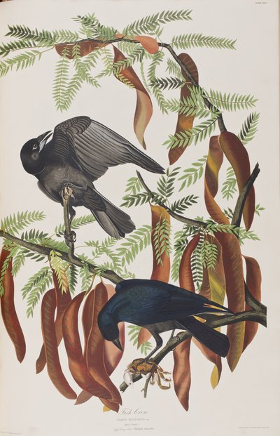 Illustration from 