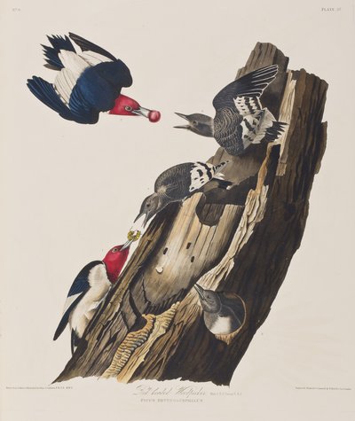 Illustration from 