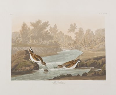 Illustration from 